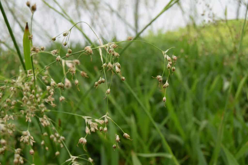 Luzula sylvatica ---